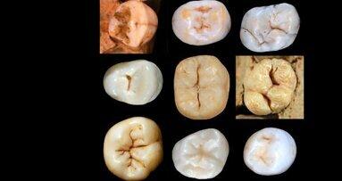 Проучване върху зъби повдига въпроси за прародителите на човека