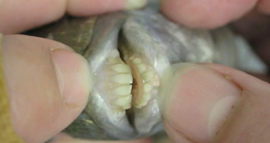Fisch mit „Menschenzähnen“ lässt Forscher rätseln