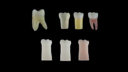 Dental students need better-quality artificial teeth for practice