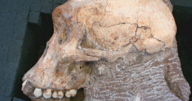 Exame dentário de fósseis identifica relação próxima a humanos